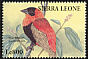 Northern Red Bishop Euplectes franciscanus  1994 Birds 