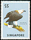 White-bellied Sea Eagle Icthyophaga leucogaster  1963 Birds wmk upright