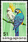Sulphur-crested Cockatoo Cacatua galerita  1975 Birds 