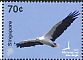 White-bellied Sea Eagle Icthyophaga leucogaster  2016 Birds of prey 
