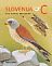 Lesser Kestrel Falco naumanni  2016 Birds sa