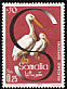 Pink-backed Pelican Pelecanus rufescens  1959 Somali water birds 