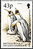 King Penguin Aptenodytes patagonicus  2000 King Penguin 
