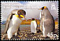 King Penguin Aptenodytes patagonicus  2005 Penguins 