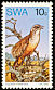 Rockrunner Achaetops pycnopygius  1974 Rare birds 