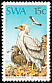 Egyptian Vulture Neophron percnopterus  1975 Protected birds of prey 
