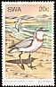 Chestnut-banded Plover Anarhynchus pallidus  1979 Water birds 