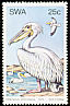 Great White Pelican Pelecanus onocrotalus  1979 Water birds 