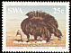 Common Ostrich Struthio camelus  1985 Ostrich 