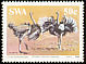 Common Ostrich Struthio camelus  1985 Ostrich 