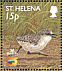 St. Helena Plover Anarhynchus sanctaehelenae