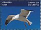 California Gull Larus californicus  2014 Seagulls Sheet