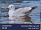 European Herring Gull Larus argentatus  2014 Seagulls Sheet