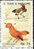 King Bird-of-paradise Cicinnurus regius  1992 Birds 