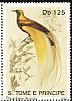 Lesser Bird-of-paradise Paradisaea minor  1992 Birds 