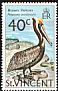 Brown Pelican Pelecanus occidentalis  1974 Birds 