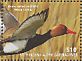 Red-crested Pochard Netta rufina  2015 Ducks of the Caribbean  MS