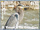 Great Blue Heron Ardea herodias  2023 Great Blue Heron Sheet