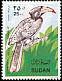 Congo Pied Hornbill Lophoceros fasciatus  1990 Birds 
