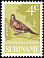 Ruddy Ground Dove Columbina talpacoti  1966 Birds 