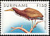 Rufescent Tiger Heron Tigrisoma lineatum  1985 Birds 