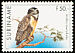 Spectacled Owl Pulsatrix perspicillata  1997 Birds 