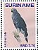 Grey-lined Hawk Buteo nitidus  2015 Birds Sheet