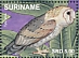 American Barn Owl Tyto furcata  2020 Nature  MS MS