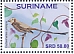 Streamer-tailed Tyrant Gubernetes yetapa Streamer-tailed Tyrant Gubernetes yetapa