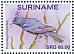 Crested Black Tyrant Knipolegus lophotes Crested Black Tyrant Knipolegus lophotes