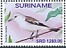 White-rumped Monjita Xolmis velatus White-rumped Monjita Xolmis velatus