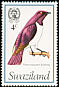 Violet-backed Starling Cinnyricinclus leucogaster  1976 Birds 