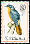 Chorister Robin-Chat Cossypha dichroa  1976 Birds 