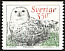 Snowy Owl Bubo scandiacus