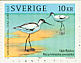 Pied Avocet Recurvirostra avosetta  2003 Waterbirds Booklet