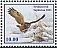 Eurasian Eagle-Owl Bubo bubo  2023 Owls 