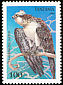 Osprey Pandion haliaetus  1994 Birds of prey 