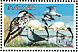 Northern Red-billed Hornbill Tockus erythrorhynchus  1997 Coastal birds  MS