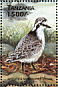 Kittlitz's Plover Anarhynchus pecuarius  1999 Birds of the world  MS MS