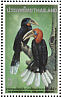 Rufous-necked Hornbill Aceros nipalensis  1996 Hornbill conference Sheet