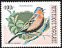 Eurasian Chaffinch Fringilla coelebs  1999 Songbirds 