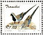Namaqua Dove Oena capensis  1993 Doves Sheet