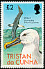 Atlantic Yellow-nosed Albatross Thalassarche chlororhynchos  1977 Birds 