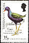 Purple Gallinule Porphyrio martinica  1989 Vagrant birds 