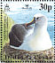 Atlantic Yellow-nosed Albatross Thalassarche chlororhynchos  2003 BirdLife International Sheet, no white frame