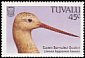 Bar-tailed Godwit Limosa lapponica  1988 Birds 