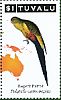 Regent Parrot Polytelis anthopeplus  2011 Parrots of the South Pacific 