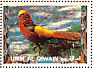 Golden Pheasant Chrysolophus pictus  1972 Birds 