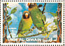 Black-cheeked Lovebird Agapornis nigrigenis  1972 Birds 