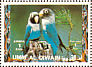 Yellow-collared Lovebird Agapornis personatus  1972 Birds 